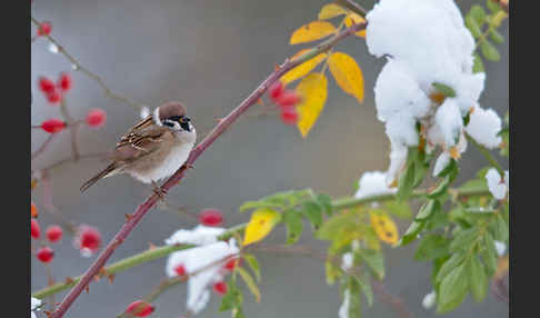 Feldsperling (Passer montanus)