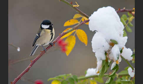 Kohlmeise (Parus major)