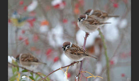 Feldsperling (Passer montanus)