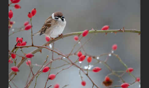 Feldsperling (Passer montanus)