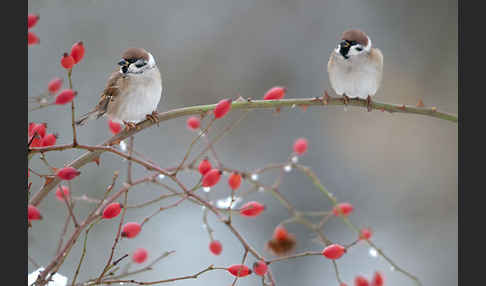 Feldsperling (Passer montanus)