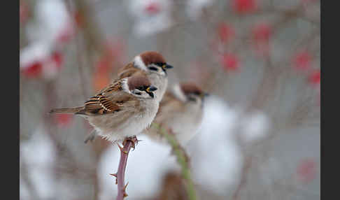Feldsperling (Passer montanus)
