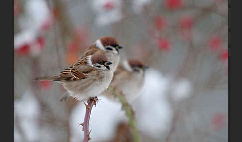 Feldsperling (Passer montanus)