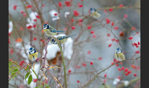 Blaumeise (Parus caeruleus)