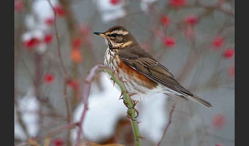 Rotdrossel (Turdus iliacus)