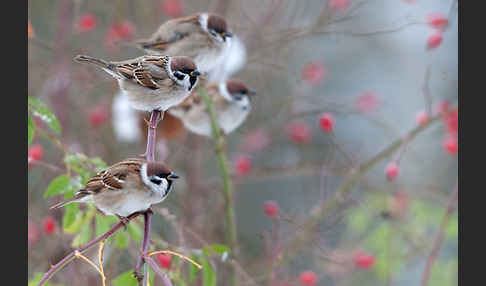 Feldsperling (Passer montanus)