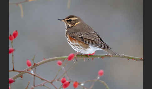 Rotdrossel (Turdus iliacus)