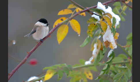 Sumpfmeise (Parus palustris)