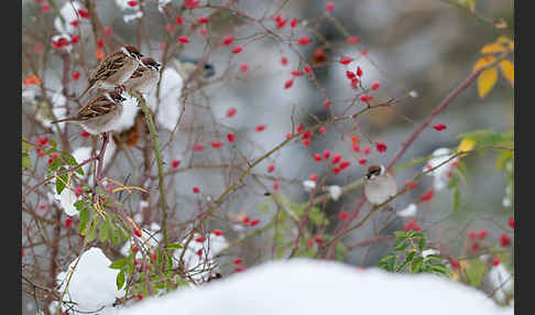 Feldsperling (Passer montanus)