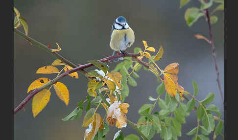 Blaumeise (Parus caeruleus)