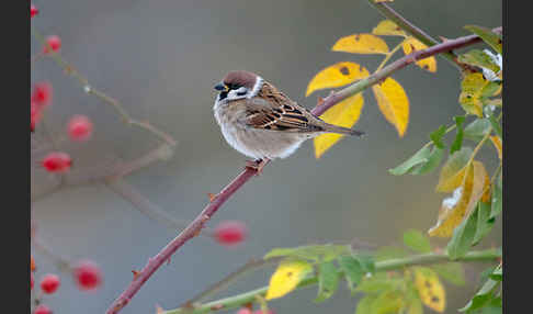 Feldsperling (Passer montanus)