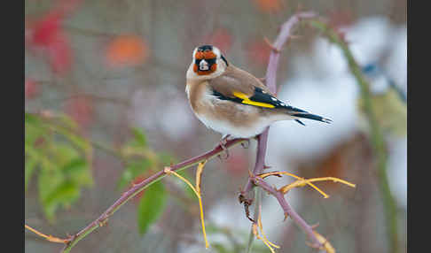 Stieglitz (Carduelis carduelis)