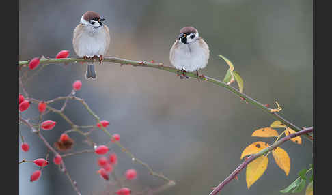 Feldsperling (Passer montanus)