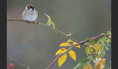 Feldsperling (Passer montanus)