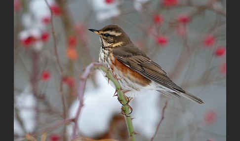 Rotdrossel (Turdus iliacus)