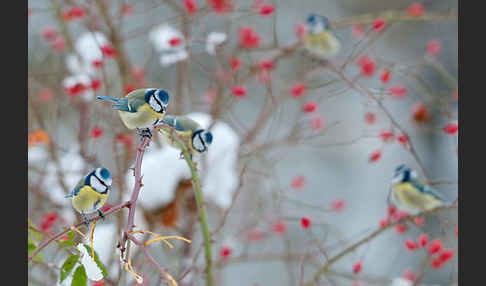 Blaumeise (Parus caeruleus)