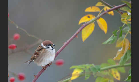 Feldsperling (Passer montanus)