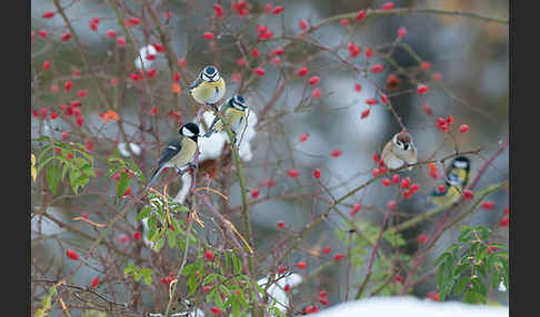 Kohlmeise (Parus major)