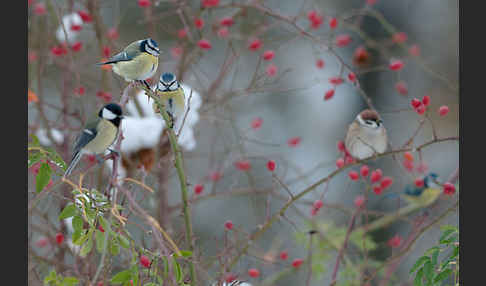 Kohlmeise (Parus major)