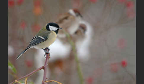 Kohlmeise (Parus major)