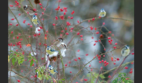 Blaumeise (Parus caeruleus)