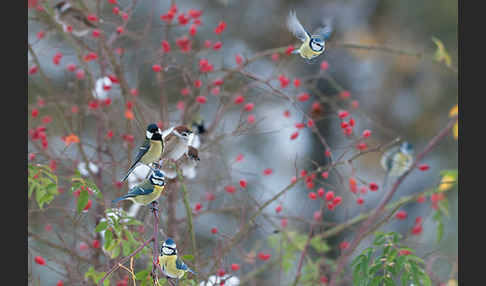 Kohlmeise (Parus major)