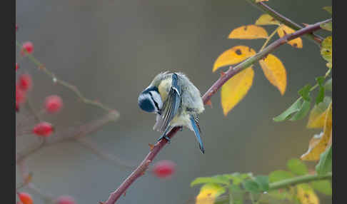 Blaumeise (Parus caeruleus)