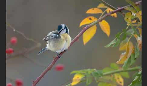 Blaumeise (Parus caeruleus)