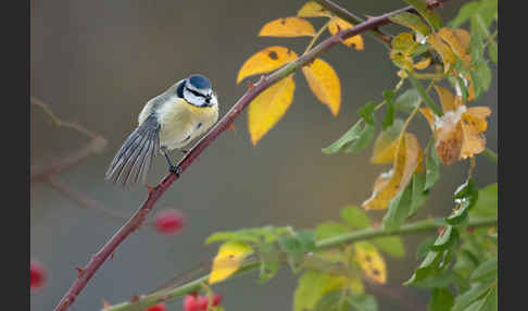 Blaumeise (Parus caeruleus)