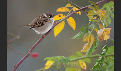 Feldsperling (Passer montanus)