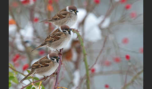 Feldsperling (Passer montanus)