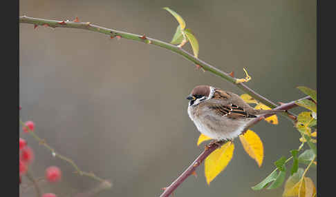 Feldsperling (Passer montanus)