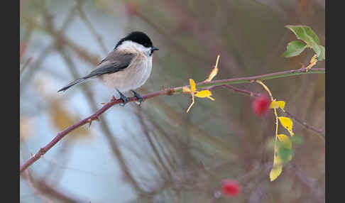 Sumpfmeise (Parus palustris)