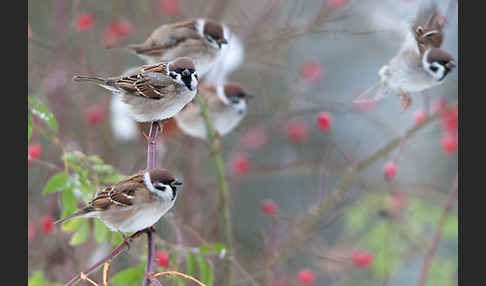 Feldsperling (Passer montanus)