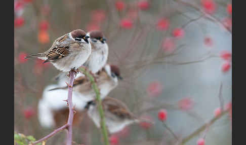 Feldsperling (Passer montanus)