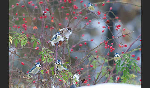 Blaumeise (Parus caeruleus)