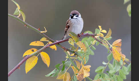 Feldsperling (Passer montanus)