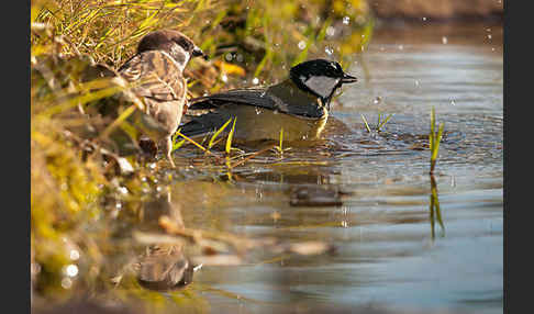 Kohlmeise (Parus major)