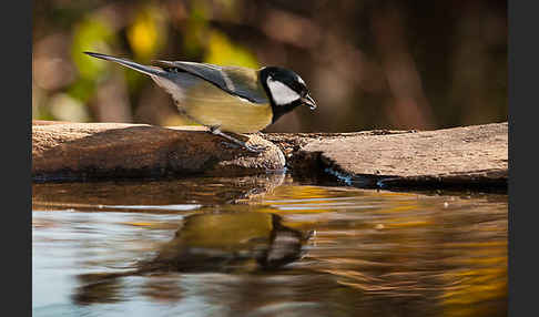 Kohlmeise (Parus major)