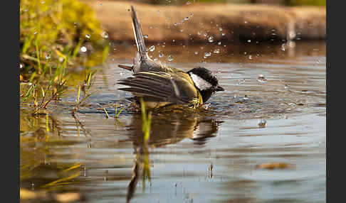 Kohlmeise (Parus major)