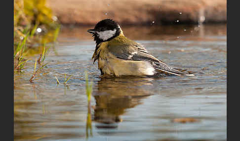 Kohlmeise (Parus major)