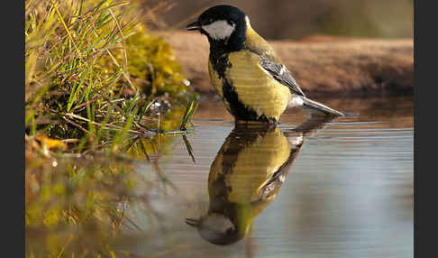 Kohlmeise (Parus major)