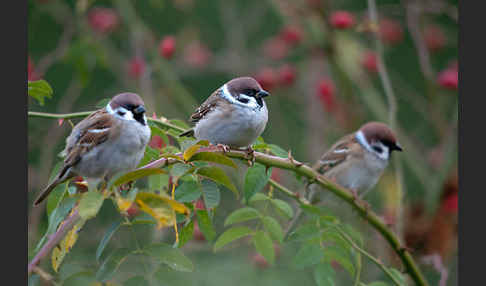 Feldsperling (Passer montanus)