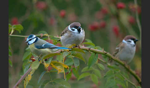 Blaumeise (Parus caeruleus)