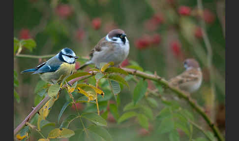 Blaumeise (Parus caeruleus)