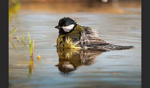 Kohlmeise (Parus major)