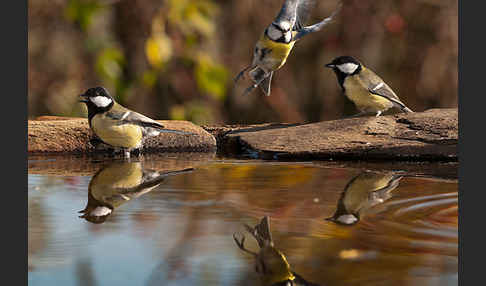 Kohlmeise (Parus major)