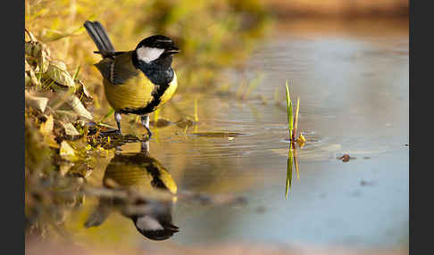 Kohlmeise (Parus major)