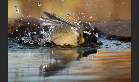 Kohlmeise (Parus major)