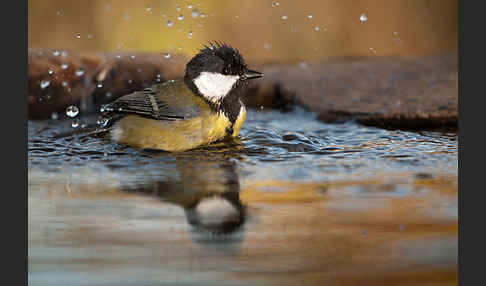 Kohlmeise (Parus major)